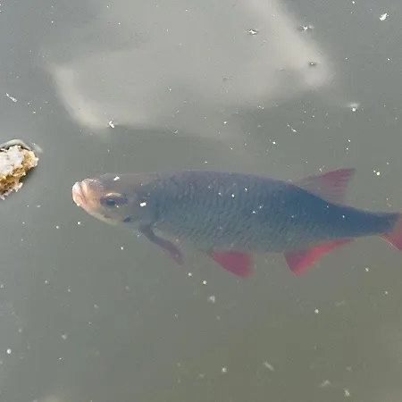 Schwimmpod An Der Peene Campingplatz *
