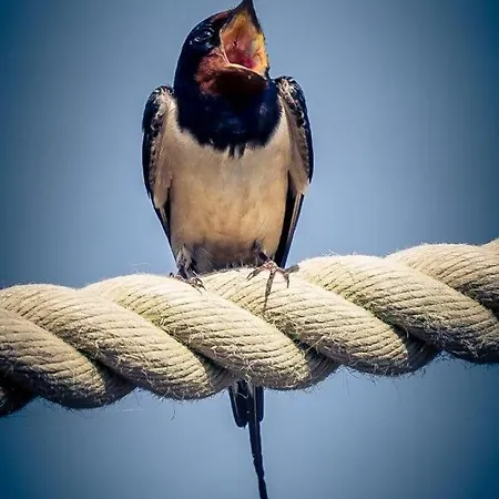 Schwimmpod An Der Peene Campingplatz