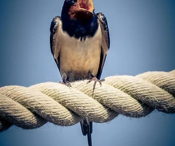Schwimmpod An Der Peene مكان تخييم